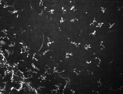 Vimentin Antibody (2D1), Novus Biologicals 0.025mL; Unlabeled:Antibodies,